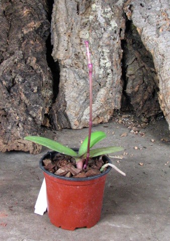 Doritaenopsis Lius Sakura1.JPG