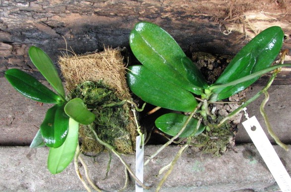 Суккулентные листья.