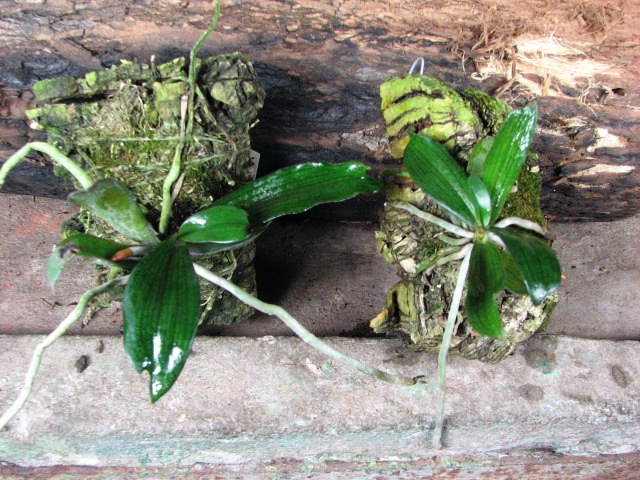 Темные листья с раздваивающимися как у папоротника кончиками.