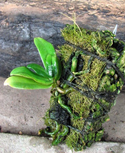 Плотные мясистые листья.