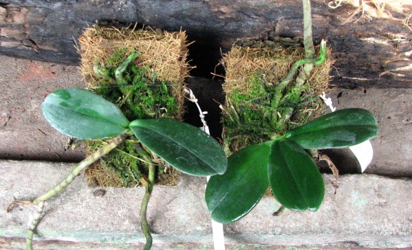 Округлые суккулентные листья.