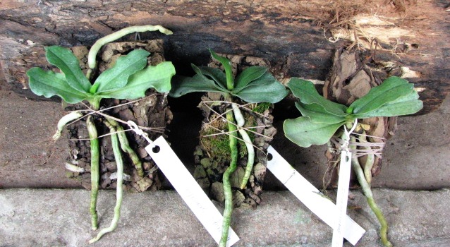 Красивые пепельные бархатистые листья в "сеточку".