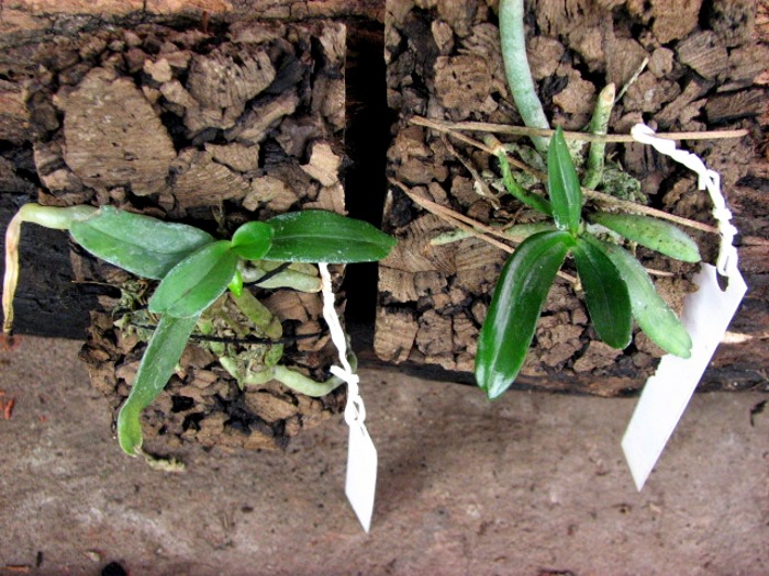 Aerangis rhodosticta.JPG