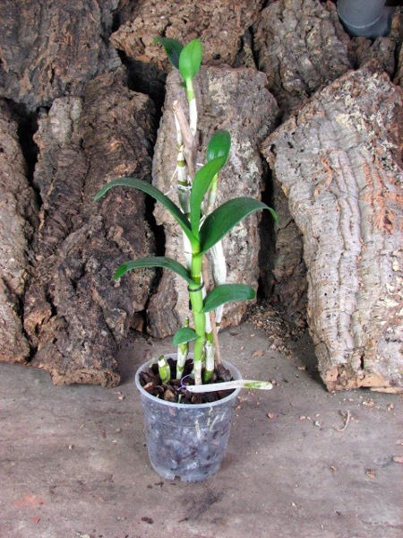 Dendrobium Valentine.JPG