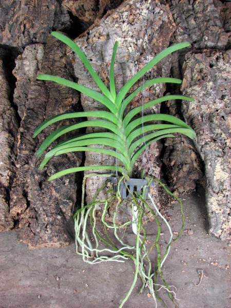 Ascocenda Laurel Paul x Vanda Pranermprai.JPG