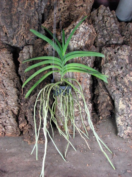 Ascocenda Sumon Spot x Vanda Srakaew.JPG