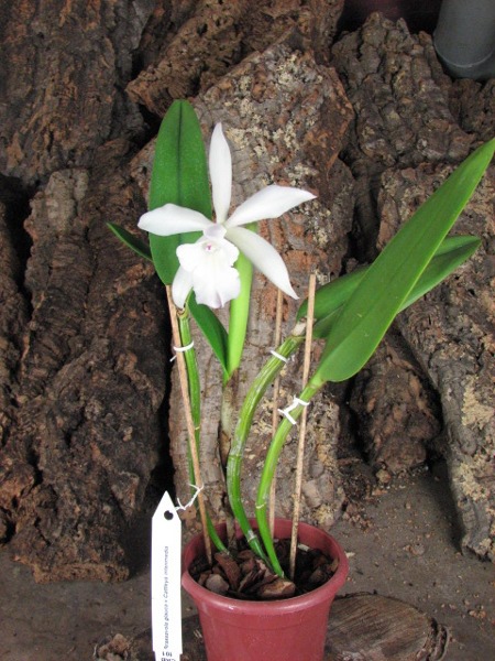 Brassavola glauca x Cattleya intermedia.JPG