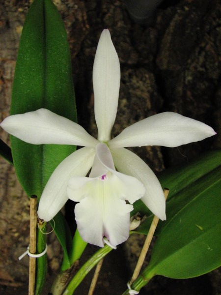 Brassavola glauca x Cattleya intermedia2.JPG