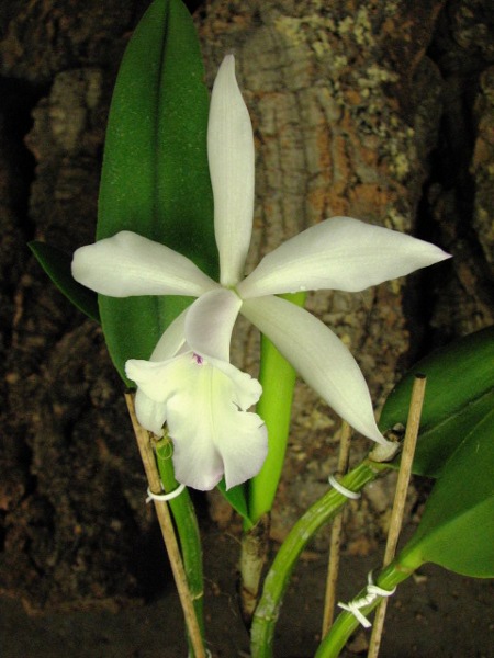 Brassavola glauca x Cattleya intermedia1.JPG