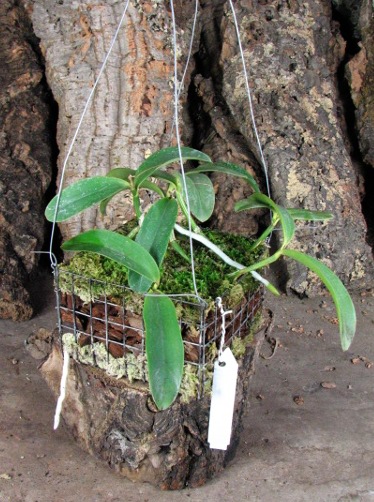 Cattleya aclandiae.JPG