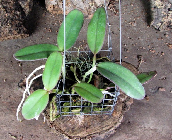 Cattleya schilleriana 'Cleber Munhol' x Cattleya schilleriana 'Pedra do Vento'.JPG