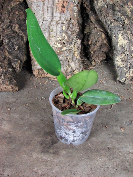Cattleya warneri concolor-venosa 'Domingos Martins' x SELF.JPG