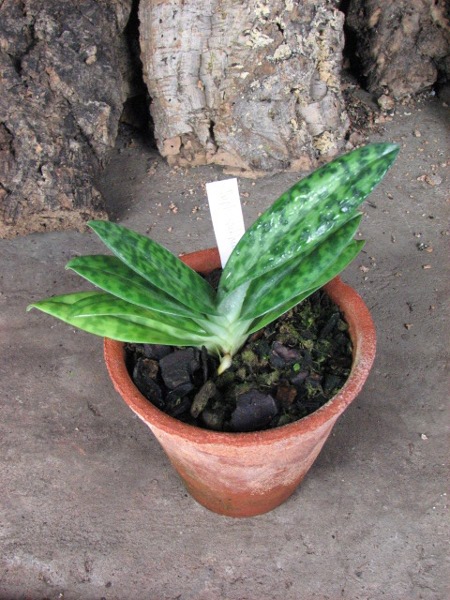 Paphiopedilum sukhakulii.JPG