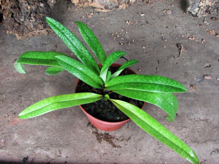 Paphiopedilum bellatulum 'Good Dorsal' x Paphiopedilum villosum 'Naeshan'.JPG