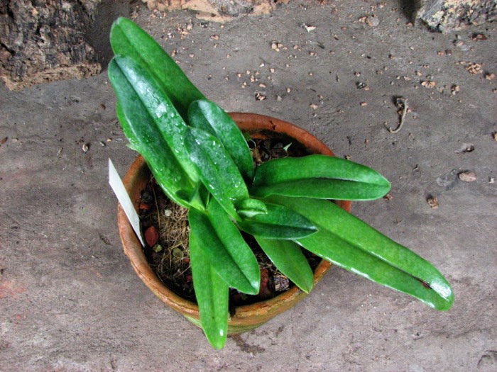 Paphiopedilum Prince Edward of York 'In-Charm' × Paphiopedilum armeniacum '#21'.JPG