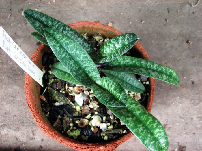 Paphiopedilum armeniacum x Paphiopedilum concolor 'Daya'.JPG