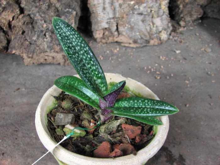 Paphiopedilum micranthum.JPG