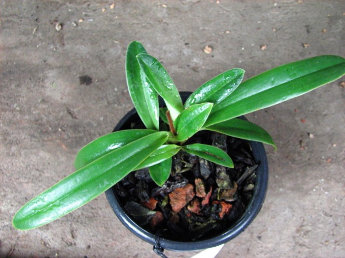 Paphiopedilum helenae x fairrieanum.JPG