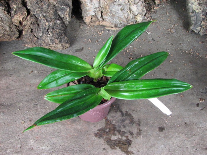 Phragmipedium Fritz Schomburg (besseae x kovachii).JPG