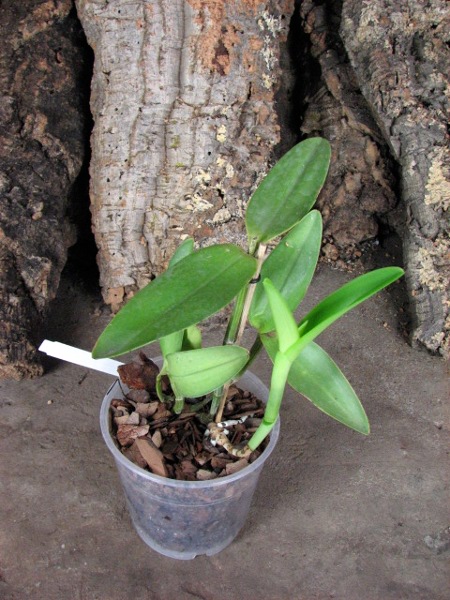 Cattleya intermedia aquini alba 'Neve' x Cattleya intermedia aquini alba 'Sublime'.JPG