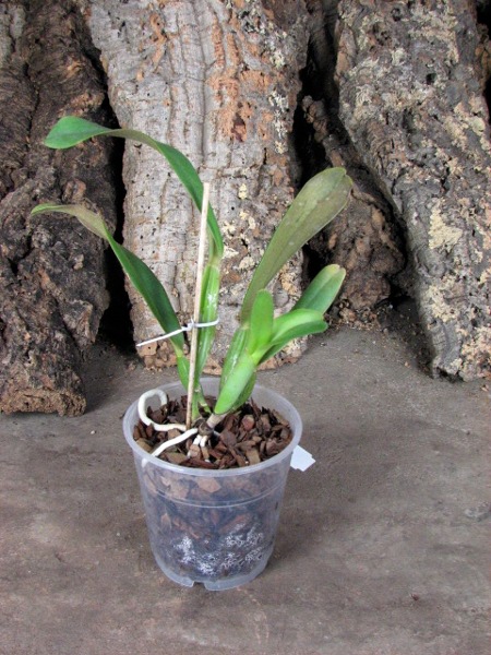 Cattleya jenmanii coerulea 'Pedra Azul' x SELF.JPG