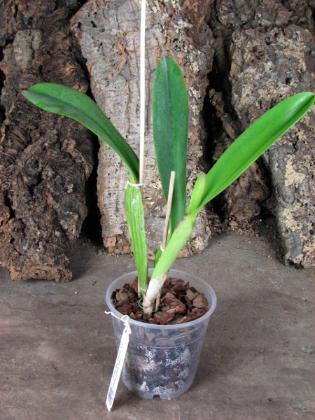 Cattleya trianae tipo 'Binotti' x Cattleya trianae orlata 'Dan'.JPG