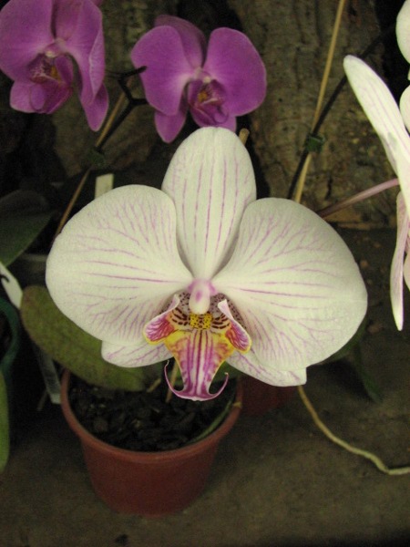 Phalaenopsis hybrid mix1.JPG