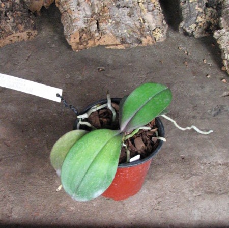 Phalaenopsis Sogo Lawrence x (Phalaenopsis Sogo Lawrence x Phalaenopsis Yungho Princess Gelb).JPG