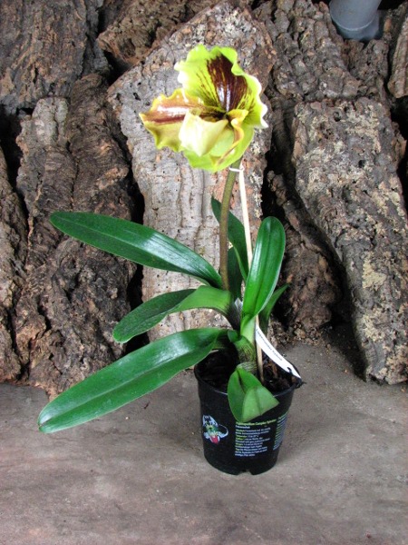 Paphiopedilum Lippewunder hybrid.JPG