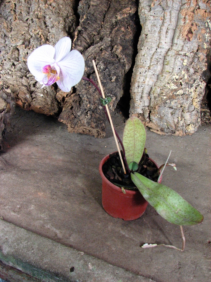 Phalaenopsis hybrid mix2.JPG