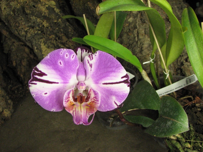 Doritaenopsis Taiwan Diamond 'Rainbow Cat'.JPG