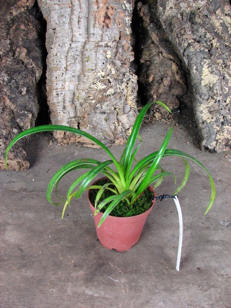 Phragmipedium Memoria Garren Weaver (pearcei x wallisii).JPG