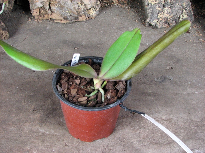 Phalaenopsis Sogo Lawrence x (Phalaenopsis Sogo Lawrence x Phalaenopsis Yungho Princess Gelb).JPG