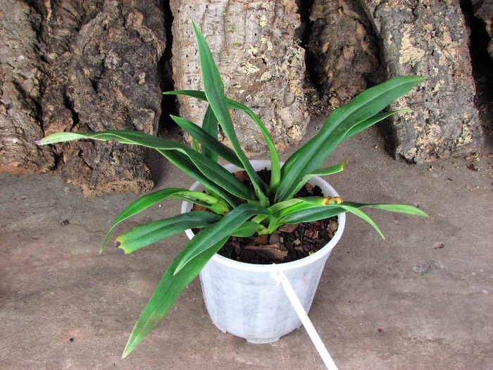 Phragmipedium schlimii.JPG