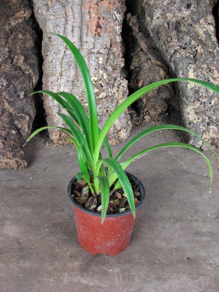 Phragmipedium Petit Anquette (pearcei x dalessandroi).JPG
