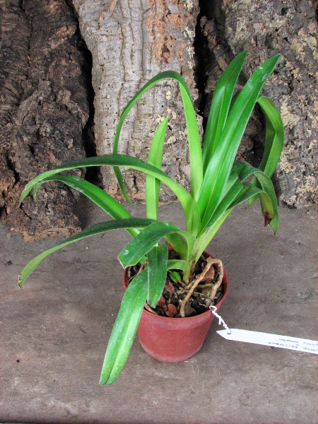 Phragmipedium Peruflora's Saltimbanco (boissierianum x kovachii).JPG
