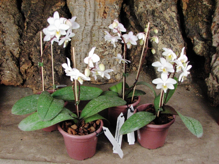 Phalaenopsis Cassandra (equestris x stuartiana).JPG