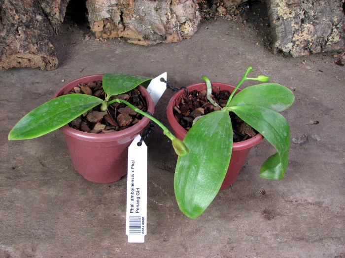 Phalaenopsis amboinensis x Phalaenopsis Penang Girl.JPG