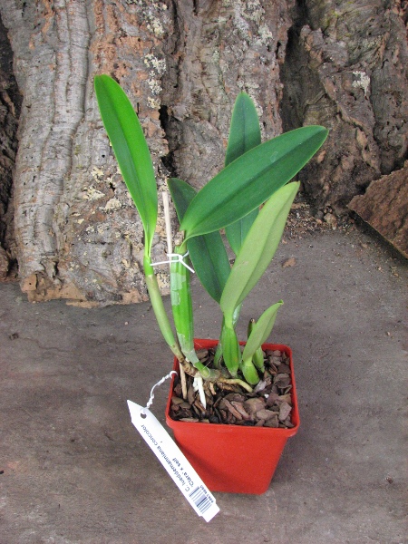 Cattleya lueddemanniana concolor (clara) x self.JPG