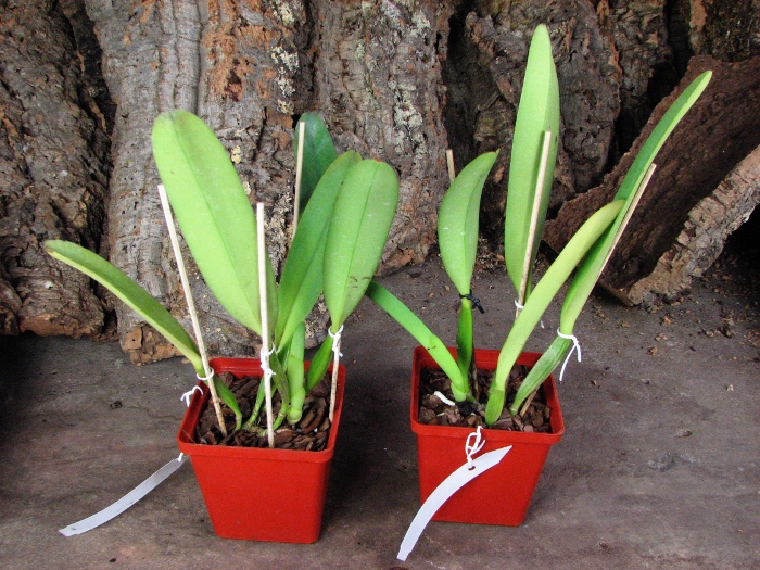 Cattleya dowiana x SELF.JPG