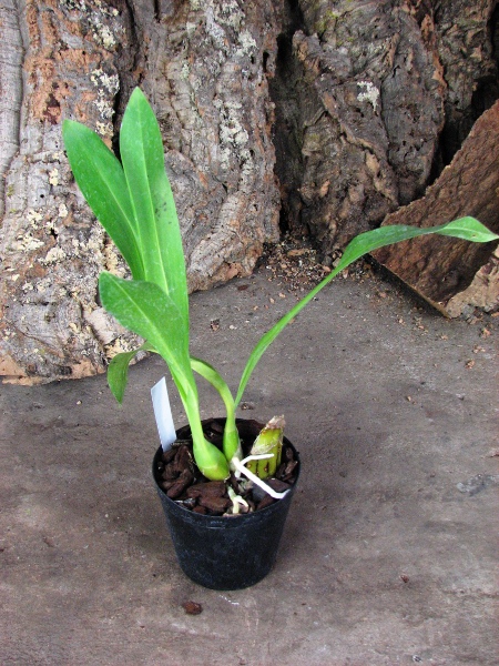 Grammatophyllum scriptum var. citrinum Green.JPG