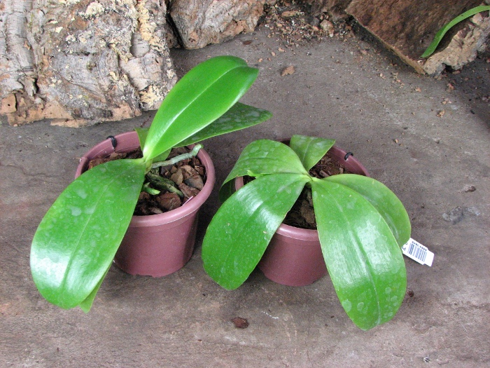 Phalaenopsis Coral Isles x Phalaenopsis corningiana.JPG