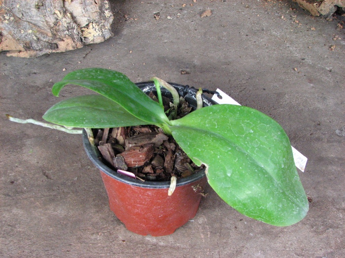 Phalaenopsis amboinensis 'Yung Ho' x Phalaenopsis venosa 'Dark Red'.JPG