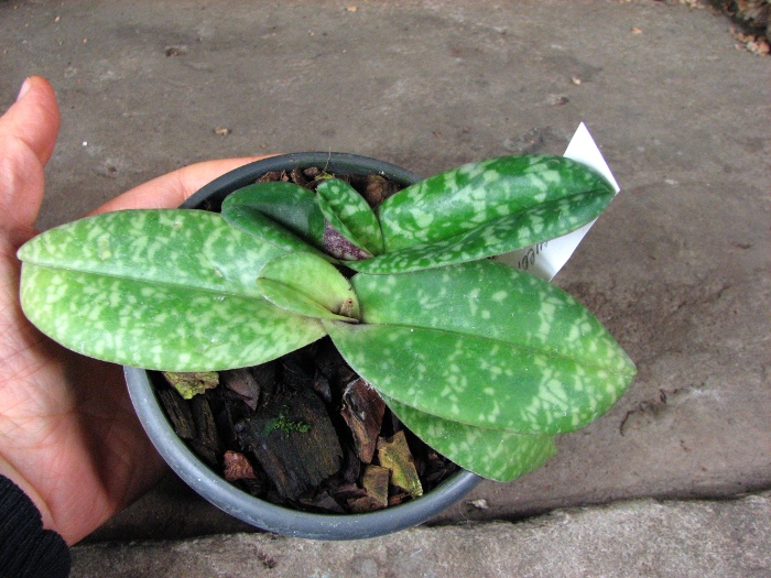 Paphiopedilum concolor.JPG
