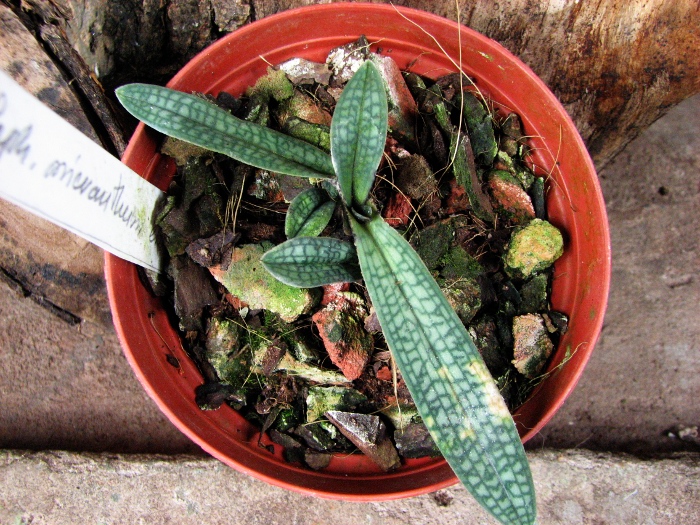 Paphiopedilum micranthum var. eburneum.JPG