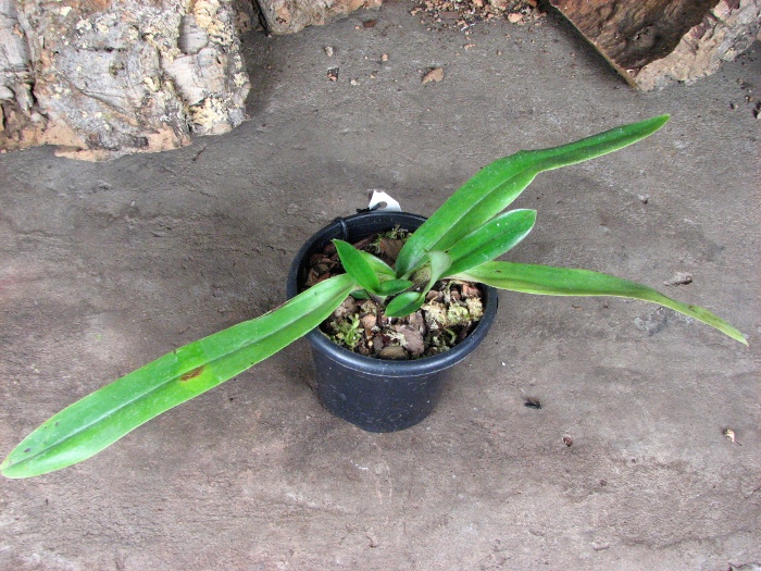 Paphiopedilum spicerianum.JPG