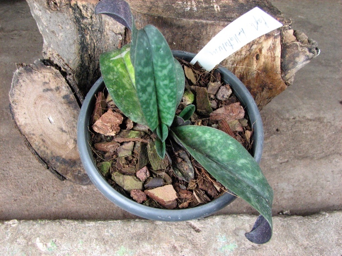 Paphiopedilum bellatulum.JPG