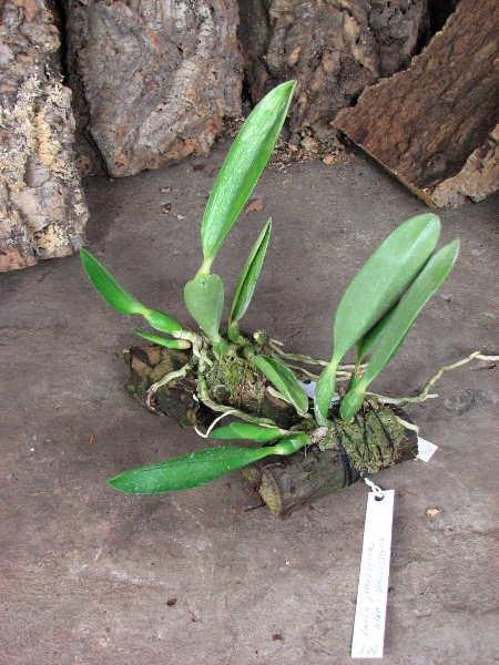 Laelia jongheana alba (Z-88) x Laelia jongheana suavissima.JPG