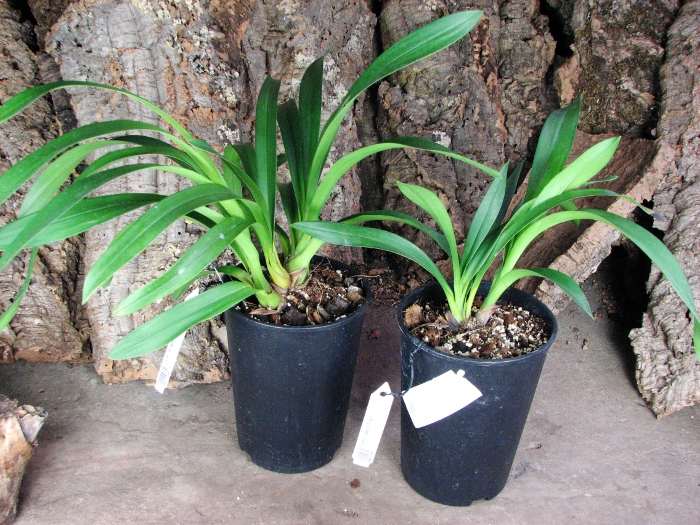 Cymbidium 'Vogel's Magic'.JPG