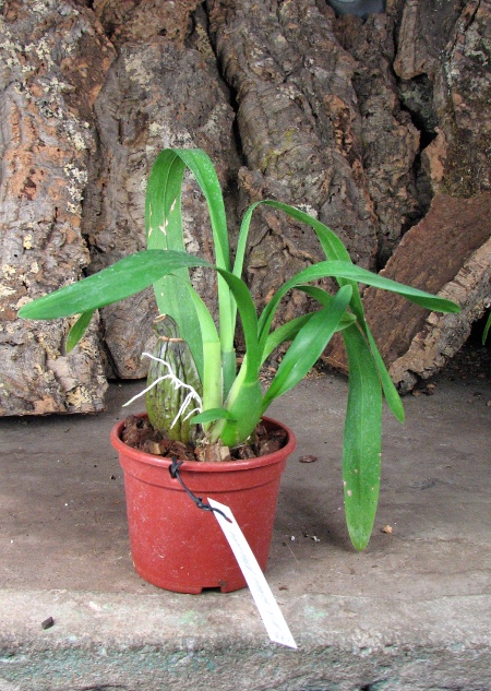 Wilsonara Golden Afternoon.JPG